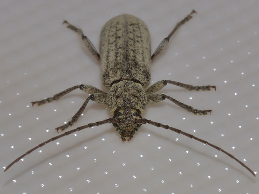 Trichoferus holosericeus?